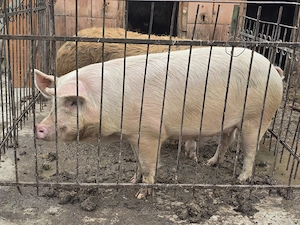 Vând șoldană gestantă - imagine 2