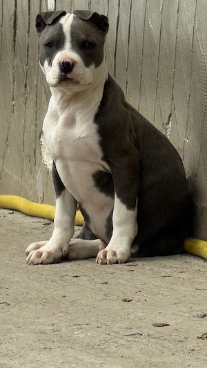 amstaf blue cu pedigree 