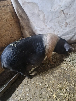 scroafa bazna gestanta - imagine 2