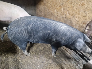 scroafe de vanzare - imagine 2