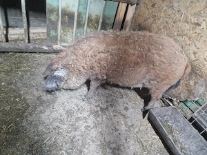 scroafa mangalita gestanta - imagine 2