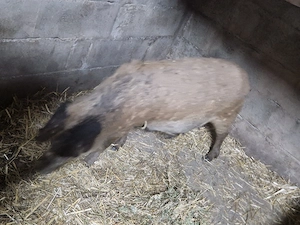 scroafa mangalita gestanta