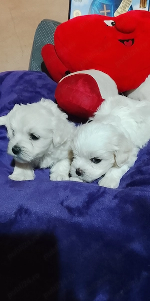 Căței căutăm căsuța 