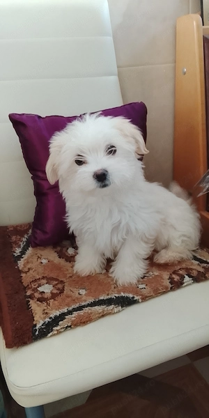 Căței Bison căutăm căsuța nouă 