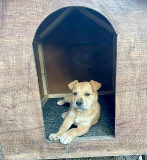 Căței American Bully (Amstaff)   10 săptămâni - imagine 3