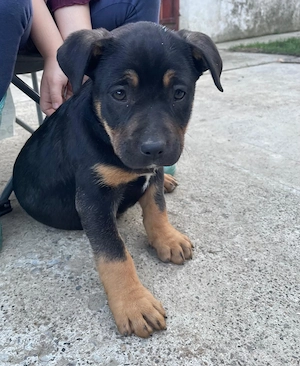 Căței American Bully (Amstaff)   10 săptămâni - imagine 4