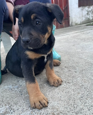 Căței American Bully (Amstaff)   10 săptămâni - imagine 5