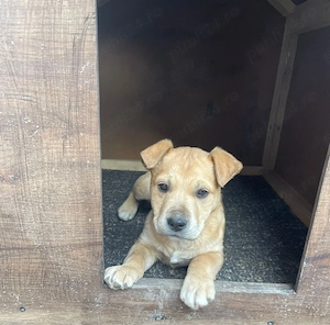 Căței American Bully (Amstaff)   10 săptămâni - imagine 2