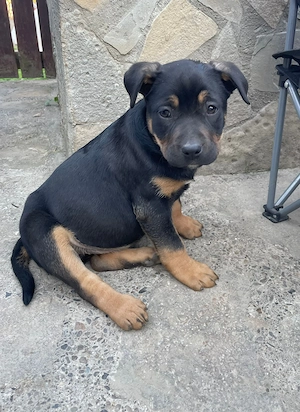 Căței American Bully (Amstaff)   10 săptămâni