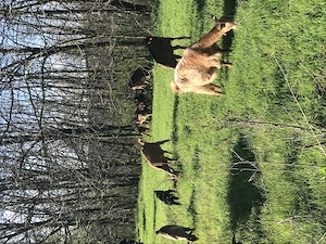 Capre și iezi de vanzare