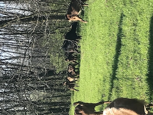 Capre și iezi de vanzare - imagine 4