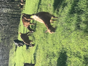 Capre și iezi de vanzare - imagine 2