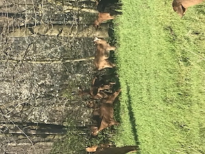 Capre și iezi de vanzare - imagine 3