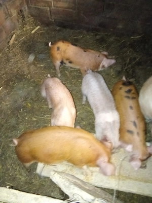 Vind purcei de  7 saptamini - imagine 2