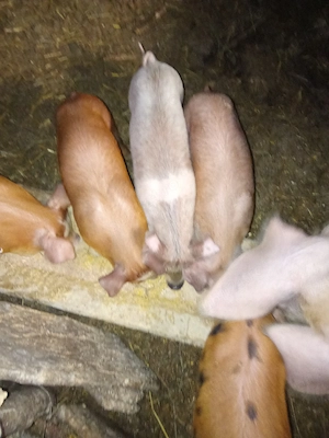 Vind purcei de  7 saptamini