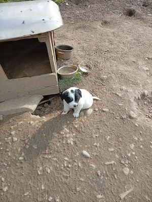 Donez cățel de 7 săptămâni rasa comuna talie medie mănâncă singur sat Sintejude jud Cluj  - imagine 5