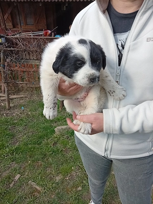 Donez cățel de 7 săptămâni rasa comuna talie medie mănâncă singur sat Sintejude jud Cluj  - imagine 2