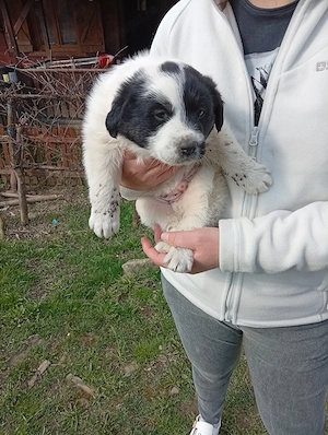 Donez cățel de 7 săptămâni rasa comuna talie medie mănâncă singur sat Sintejude jud Cluj  - imagine 3