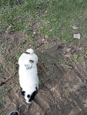 Donez cățel de 7 săptămâni rasa comuna talie medie mănâncă singur sat Sintejude jud Cluj  - imagine 4