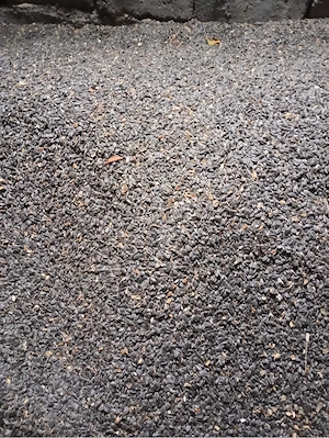 Floarea soarelui de vanzare 