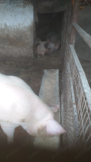 Vănd porci 150-190 kg. 12 lei.