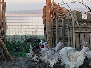 Vand curcani de casa 350 lei bucata