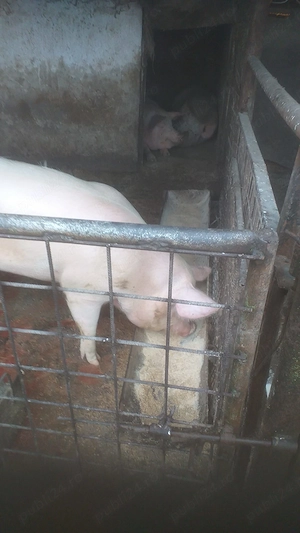 Vănd porci 150-190 kg. 12 lei. - imagine 3