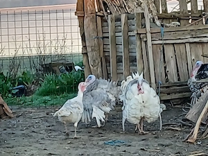 Vand curcani de casa 350 lei bucata - imagine 2