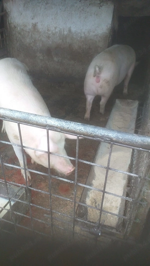 Vănd porci 150-190 kg. 12 lei. - imagine 2