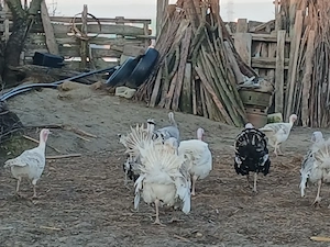 Vand curcani de casa 350 lei bucata - imagine 3