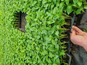 Rasaduri de Rosii de vanzare