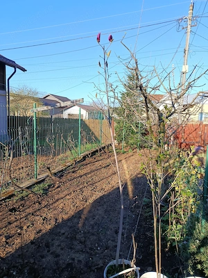 Magnolii grandiflora 