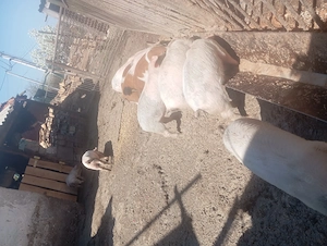 Vând 6 purcei de 8 săptămâni 