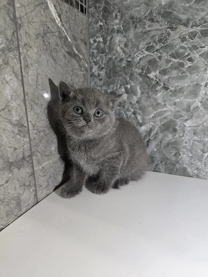 british shorthair  - imagine 3