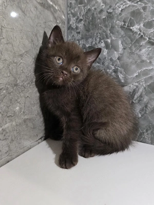british shorthair  - imagine 4