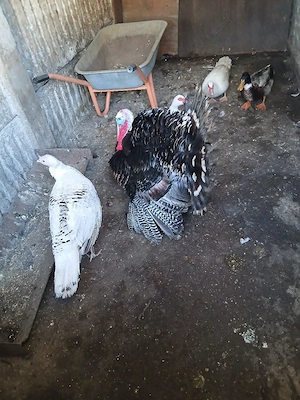 Curcan de vânzare.               .