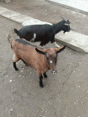 De vânzare 2 ieduțe în vârstă de un an)nu sunt gestante)