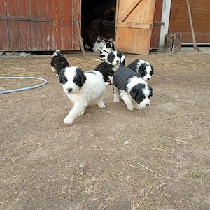 Căței ciobanesti de bucovina 