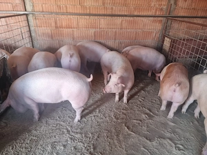 Vand Porci mari si Soldanasi  - imagine 2