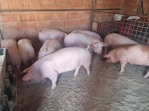 Vand Porci mari si Soldanasi 