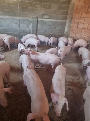 Vand Porci mari si Soldanasi  - imagine 3