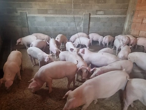 Vand Porci mari si Soldanasi  - imagine 4