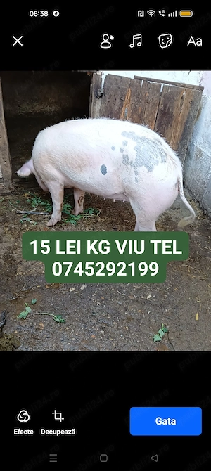 de vânzare scrofiță com PĂULIȘ JUD ARAD 