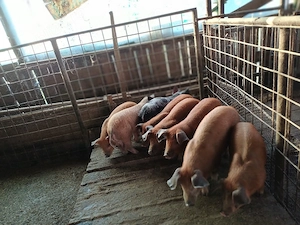 vind 8 purcei duroc de 9 saptămini. - imagine 3