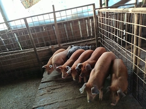 vind 8 purcei duroc de 9 saptămini. - imagine 2