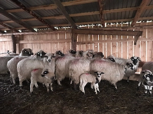 oi cu miei disponibile  - imagine 3