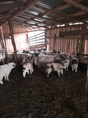 oi cu miei disponibile  - imagine 5