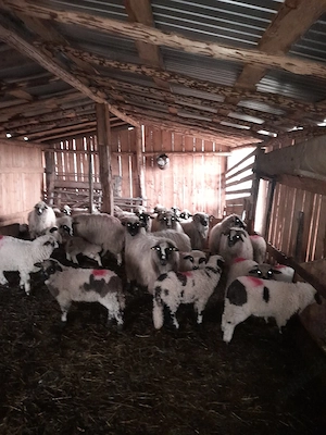 oi cu miei disponibile  - imagine 4