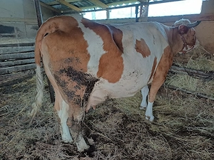 Vind 2 vaci bălțate 1 cu lapte 1 gestantă. - imagine 2