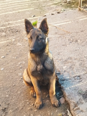 Femela malinois  - imagine 4